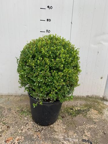 🌿 Forma sferica elegante – Bosso sagomato a palla, ideale per giardini formali, vasi decorativi o angoli verdi raffinati.