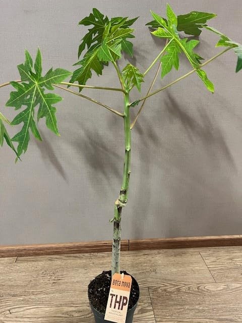 Pianta Vera di Papaya in Vaso, Altezza 70-80 cm, Vaso 14 cm