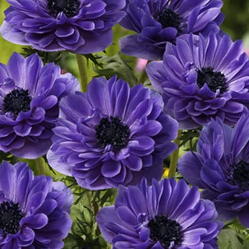 アネモネ 【 八重咲き 紫 】 球根 25ml パープル 秋植え プランター栽培 花壇 花の大和のサムネイル