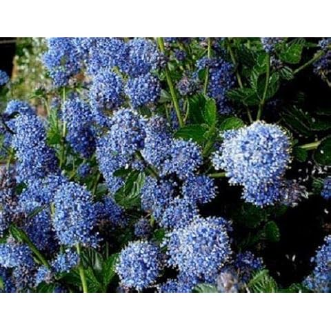 Ceanothus Victoria Californian Lilac Shrub 20-30cm Supplied in a 9cm Litre Pot by DirectPlants™ Cover