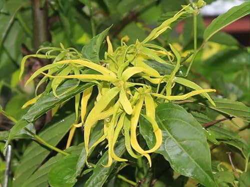 Ylang Ylang or Perfume Tree -10 Heirloom Tropical Seeds -Cananga odorata, Green with white flowers