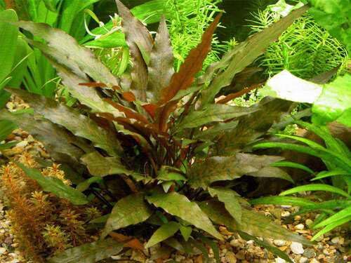 Cryptocoryne Brown en touffe plante aquarium très résistantes