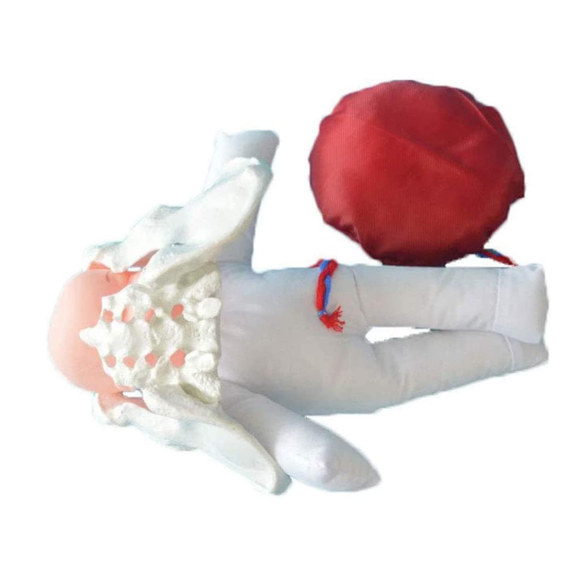 3 Sztuk Kobiecy Model Miedniny Model Dziecka Model Miedniny Rozmiar Życia Zdejmowany Model Anatomiczny Model Szkoleniowy Macierzy Do Lekcji Ginekologii