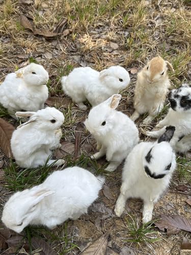 Wugakio Taxidermy Stuffing Rabbit,Bunny Fur Specimen Teaching/Decoration 1pcs Random