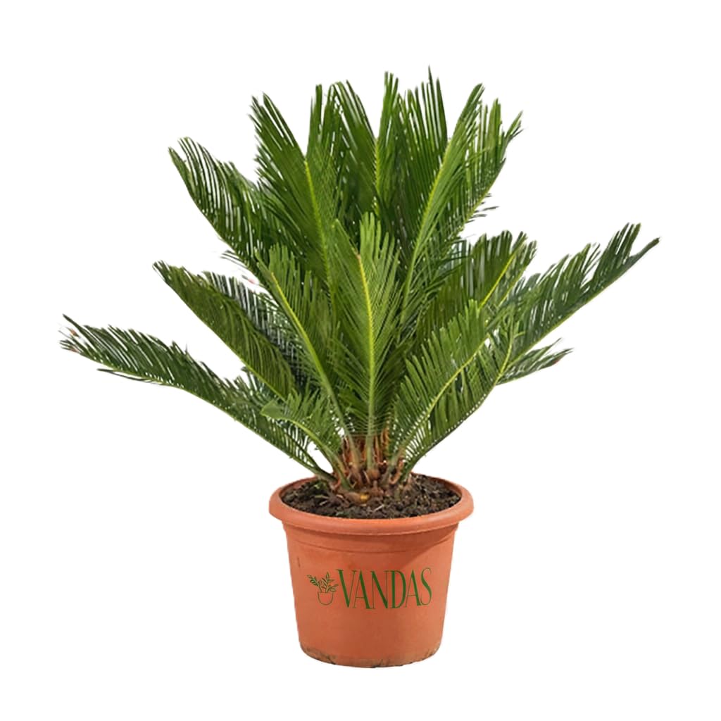 VANDAS Cycas Revoluta – Pianta Ornamentale a Tronco Elegante | Foglie Pennate Verde Scuro | Ideale per Interni ed Esterni in Climi Miti | Made in Italy