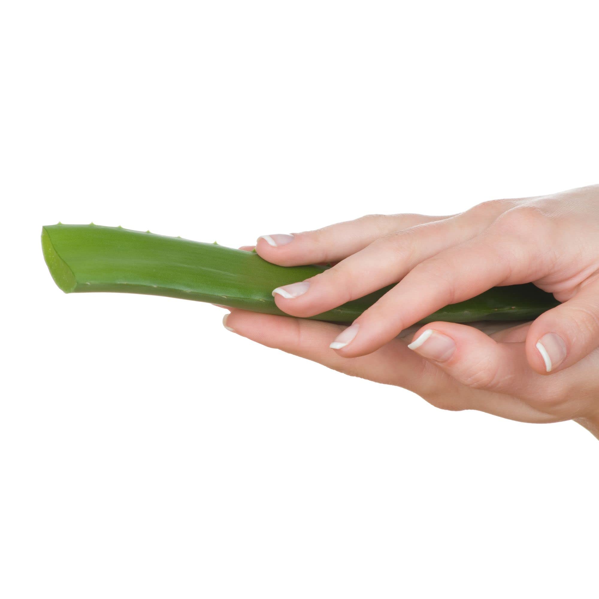 Jus Pur et Frais d'Aloe Arborescens | Pur Aloé Gel Naturel a Boire | Complément Alimentaire Purifiant Naturel | Non Pasteurisé et non Filtré | 500 ml