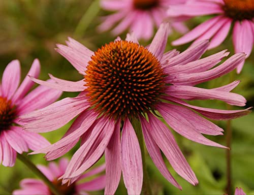 Preisvergleich Produktbild HANSEPUZZLE 16394 - Echinacea Puzzle 1000 Teile / Natur Puzzle mit hochwertiger Puzzle Aufbewahrung: Kartonbox und Wieder verschließbarem Beutel / Puzzle-Maße: 60 x 46 cm