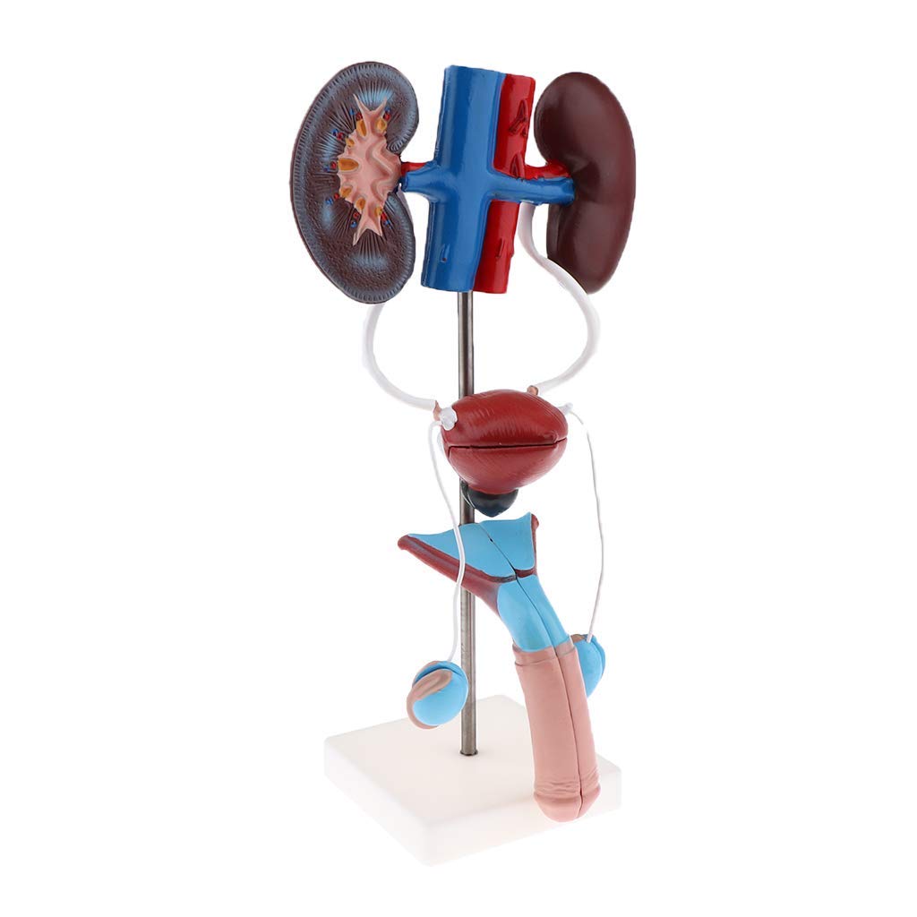 Professionelle Männliches Urogenital System Anatomisches Modell für Anatomie Lehrmittel Laborbedarf
