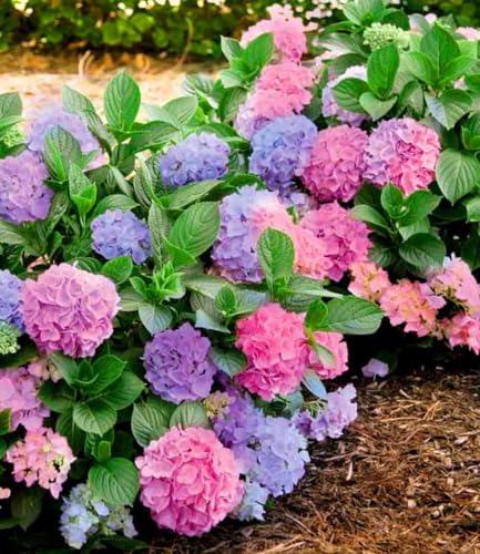 BALDUR Garten 1x Winterharte Freiland-Hortensie L.A. Dreamin Pflanze im 14 cm-Topf blüht blau rosa und dazwischen Multicolor-Effekt für Beet und Kübel winterhart mehrjährig