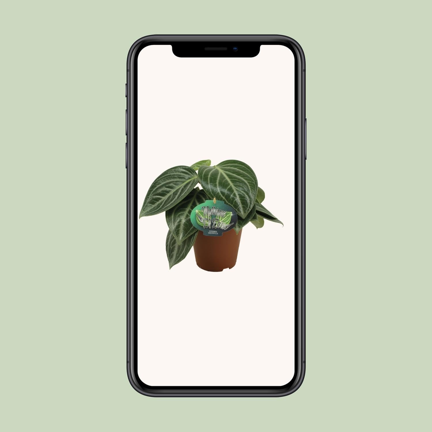 Peperomia Sarcophylla - 25cm - Ø15cm - Plante d'intérieur - Vert persistant - Cactus et plantes succulentes
