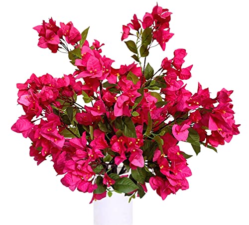 How cold can bougainvillea tolerate