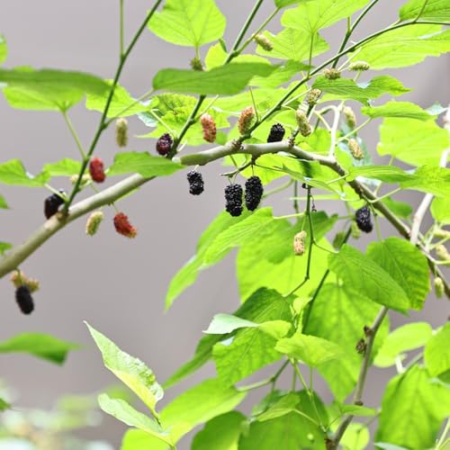 200 piezas Semillas de morera Las plantas perennes son plantas perennes resistentes. jardín de plantas semillas exóticas plantas verdes plantas de balcon semillas creciente árboles