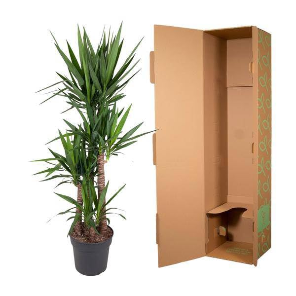 Yucca Elephantipe - 180 cm - Ø 34