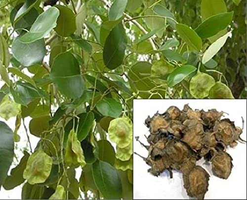 Home Planting Red Sandal Tree Seed (B09GVHYGZK) Amazon Price History, Amazon Price Tracker