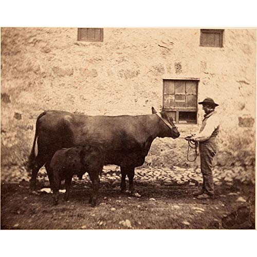 Poster géant fermier et sa vache pour créer une ambiance bistrot vintage à la maison