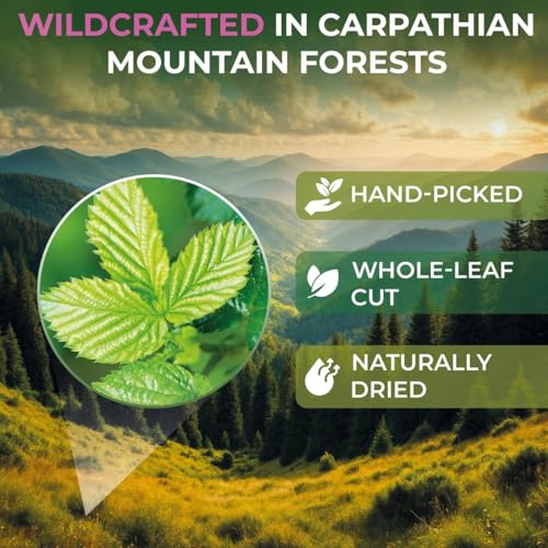 Image of 100 Bags Raspberry Leaf Tea Rasberry Leaf Herbs (Rubus Idaeus Folium) - 100 Count 1.5g Bags Rasberry Leave Tea Hojas De Frambuesa