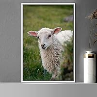 Framed Canvas Wall Art Sheep Animals Expressive Farmhouse/Country Goat Living Room Multicolor Photography - 16x24 inches