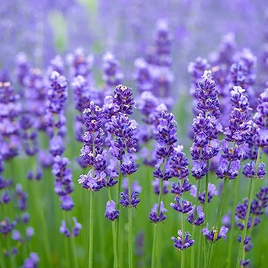 SVM SHOP_Lavender Plant Healthy Live Plant_Pack of 1_With Poly Bag (B0CBGSFKSD) Amazon Price History, Amazon Price Tracker