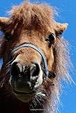 mini shetland pony zu verkaufen  Mini Shetland Pony Having a Bad Hair Day Journal: 150 Page Lined Notebook/Diary