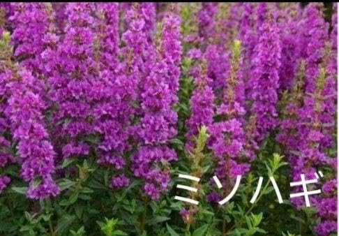 ミソハギ 宿根草 ネコポス ミソハギ 宿根草 ネコポス