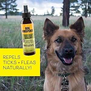 Dog Whisperer Tick + Flea Repellent, All-Natural, Extra Strength, Effective on Dogs and Their People (4 Ounce Spray) Dog Whisperer Tick + Flea Repellent, All-Natural, Extra Strength, Effective on Dogs and Their People (4 Ounce Spray)