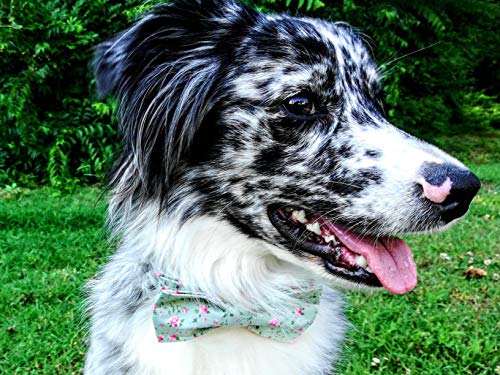 Lionet Paws Collare per cani in cotone con