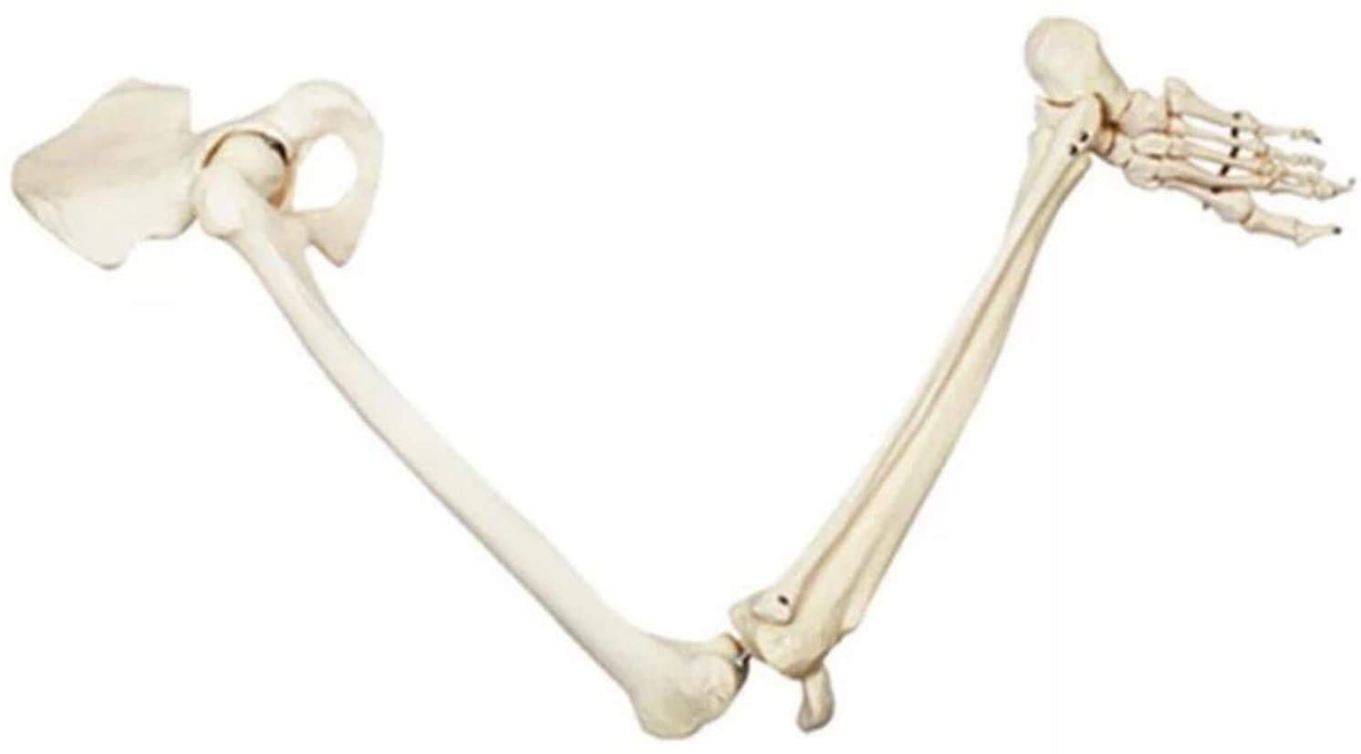 Fuß Skeleton Knochen-Modell - Medizinisches anatomisches Bein Skelett-Modell - Menschliches Bein Skelett-Modell mit Allen Knochen der Beine - für Wissenschaft Studie anzeigen