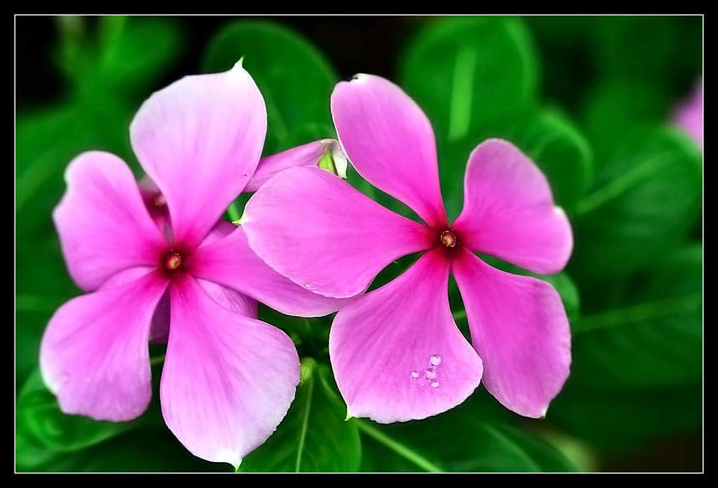 Bigreen Live Sada bahar, Catharanthus roseus Pink Flower Plant with Pot (1 Plant)-image-17