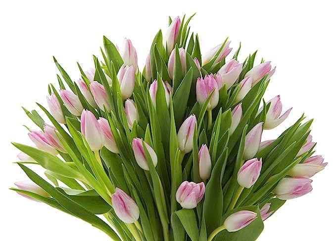 Image of KaBloom-30 Pink Tulip Bouquet,Flowers for Valentine, Mother's Day
