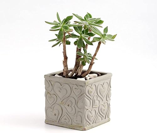 Miniatura 4 de NICOLE - Moldes cuadrados de silicona para maceteros de concreto para hacer macetas de flores para patrones de textura de corazón, jardinería,