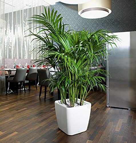 Amazon.com : Neanthe Bella Parlor Palm - Live Plant in an 10 Inch Pot -  Chamaedorea Elegans - Beautiful Clean Air Indoor Houseplant : Patio, Lawn &  Garden