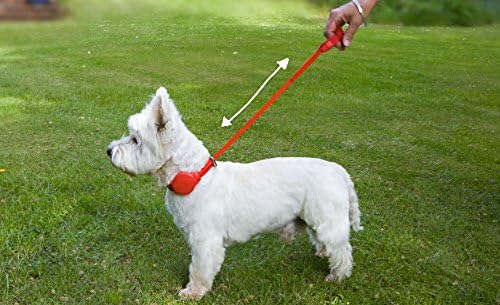 INT4BELUA Hundeführer doddle for dogs mit Halsband & Automatikleine Gr. M+