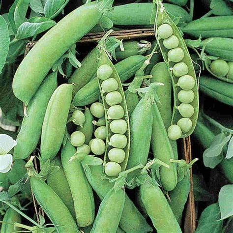 120 Early Alaska Pea Seeds for Planting Heirloom Non GMO Organic 1 Ounce of Seeds Garden Vegetable Bulk Survival