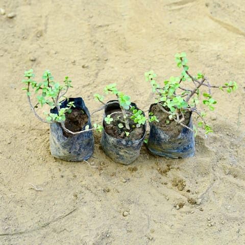 NATURE GARDEN Plants Best Nursery Set of 3 - Jade in 3 Inch Plant Nursery Bag-image-34