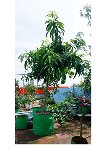 Image of Bio Blooms Agro India Pvt.Ltd. 24 x 24 Inch HDPE Plant Grow Bags for Terrace Gardening | Pack of 10 | Green & Orange Color | Outdoor Use
