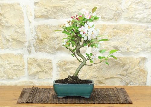 Bonsái de manzano en flor en maceta esmaltada - Edad 7-8 años