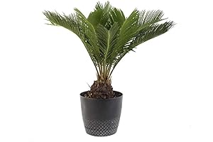 American Plant Exchange Live King Sago Palm Tree: The Captivating Indoor-Outdoor Focal Point