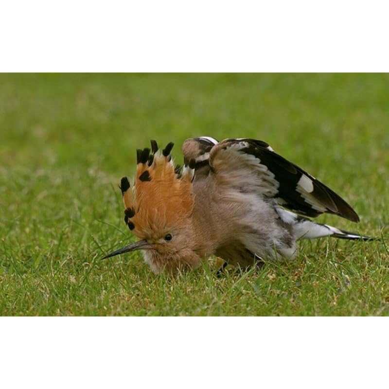 ナチュラルネイビー 草の上のキツツキ動物イラスト 木製パズル300pcs減圧玩具屋内ゲーム達成感のある装飾塗装 Hanagrocare Com ナチュラルネイビー 草の上のキツツキ動物イラスト 木製パズル300pcs減圧玩具屋内ゲーム達成感のある装飾塗装 Hanagrocare Com