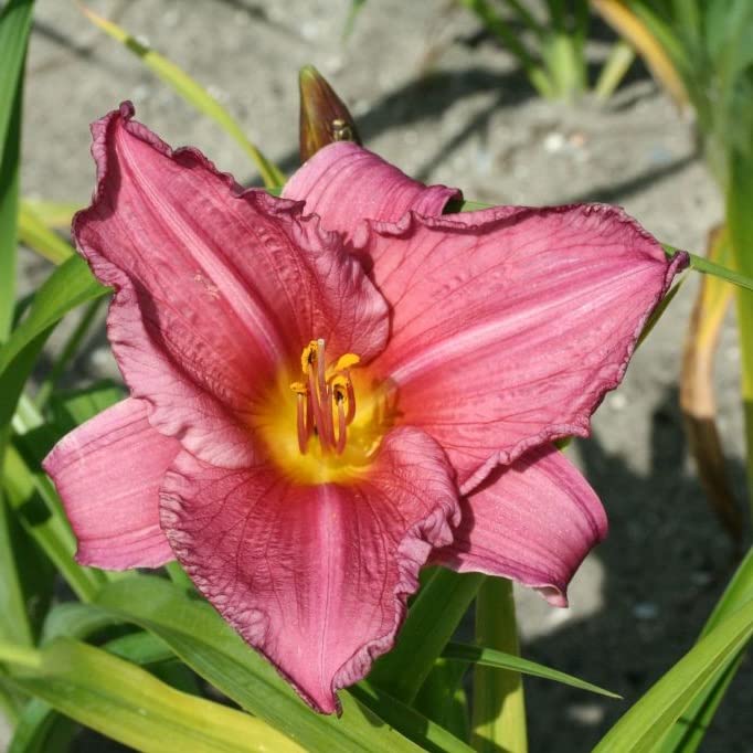 6x Hemerocallis 'Summer Wine' – Vaso 9x9 cm – pianta perenne fioritura rosso vino giardino