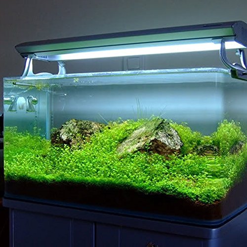 Gigicloud Aquarium Plant Seeds, Easy to Grow Aquatic Plant Seeds, Fast Growing Aquarium Carpet Seeds - Creates a Natural Ecosystem for Your Fish Small Eleocharis acicularis - Thumbnail 4