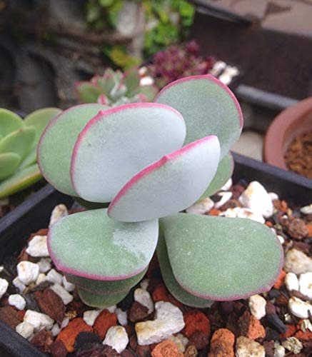 �y��q�zCotyledon Orbiculata �R�`���h���E�I���r�L�����[�^/�I�[�r�L�����[�^/�I���r�N���^���։􃊃��l��10�� [���s�A���i]