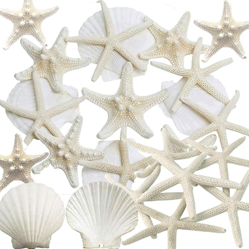JQAQJU 32PCS Starfish and Scallop Shells for Crafts 3-4 with Pearls