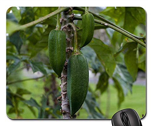 Mouse Pad - Babaco Food Leaf Fruit Nature Plant