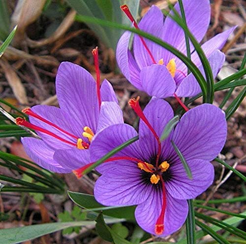 5 Piezas Azafrán Crocus Bulbos ¡Florece El Otoño Cultiva Tu Propia Especia De Azafrán (Crocus...