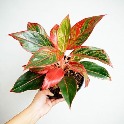Live Aglaonema Red Lipstick Plant Natural Indoor with 7.5 cm Black Plastic Pot
