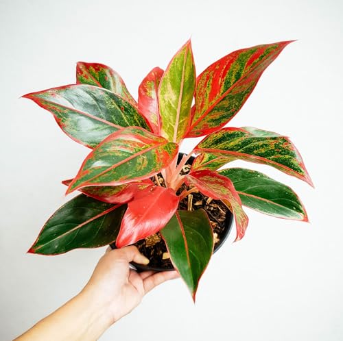 Live Aglaonema Red Lipstick Plant, Natural Live Indoor Plant with (7.5 cm Black plastick Pot)| Healthy Live Plant | For Home Gardaning, Office, Livingroom, Bedroom, Garden Decor (Pack of 1) A_3
