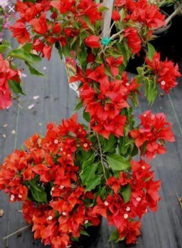 Balbasaur Rare Hybrid Bougainvillea Red 1 Live Plant in Polybag (B0B86JFY2Y) Amazon Price History, Amazon Price Tracker
