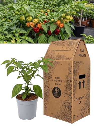 Chilli Pepper Plant Scotch Bonnet in 2Ltr Pot Live Hot Pepper Plant for Gardens Patio & Containers Grow Your Own Vegetables Fiery Spicy Capsicum UK Grown Easy Care Garden Ready