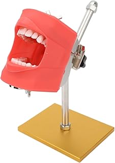 Dental Teaching Teeth Model Demonstration Display Teeth Model Bracket, Kids Dental Teaching Study Supplies Adults Typodont Demonstration Teeth Model