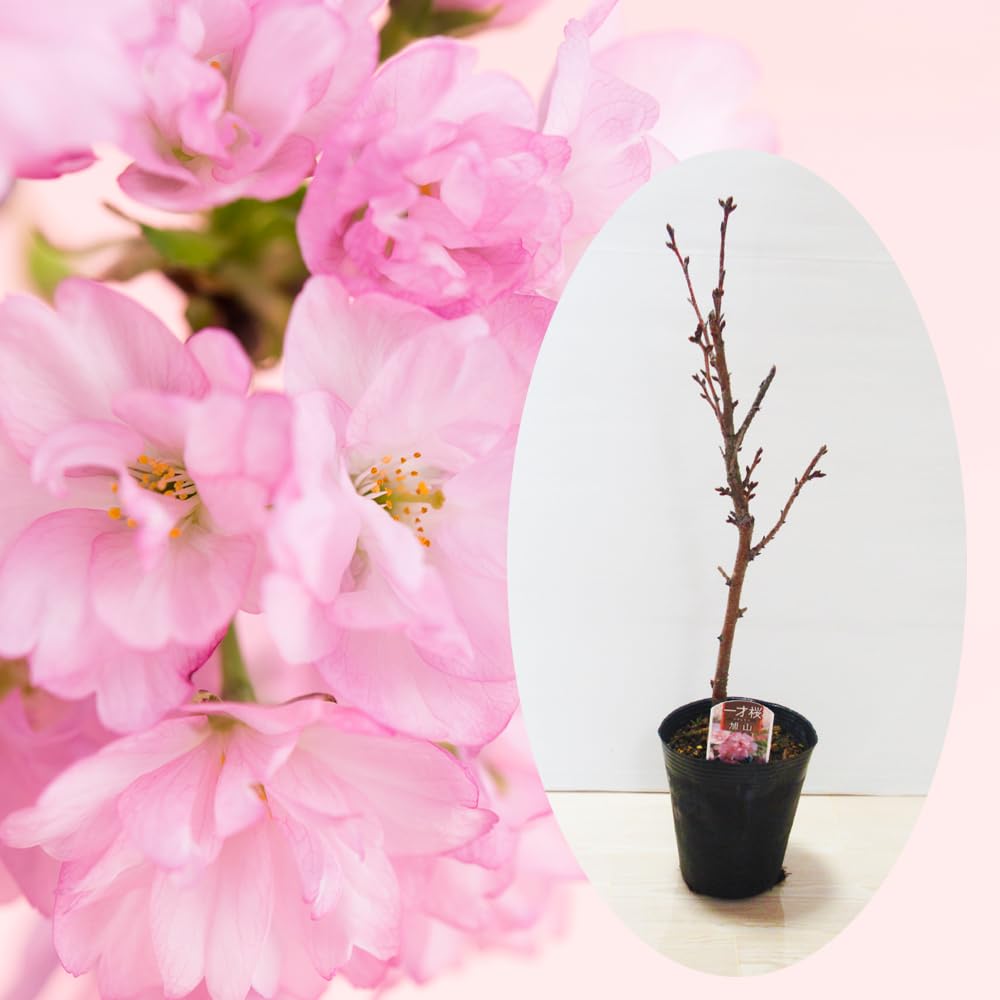 Amazon.co.jp: 富士園芸 一才桜「旭山あさひやま」12cm ロングポット苗 